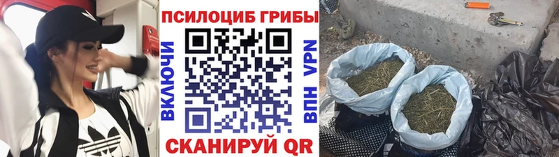 где купить наркоту  omg сайт  Псилоцибиновые грибы Cubensis  Ковдор 